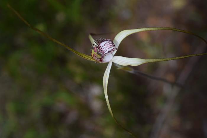 Caladenia - Orchid-spider-0018.JPG